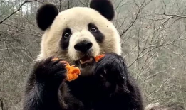娱乐圈吃瓜熊猫,熊猫视角下的吃瓜盛宴